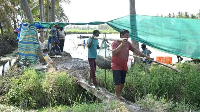 రొయ్యలు