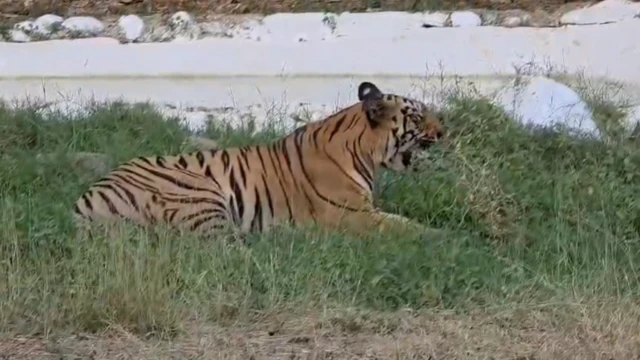 वाघ