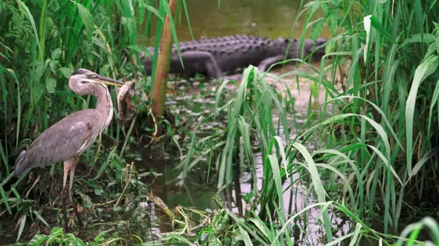 EEE வைரஸ், கொசு