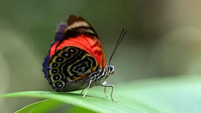 वातावरणात असलेला कार्बन डायऑक्साईड वनस्पतींची वाढ होण्यासाठी आणि अन्नसाखळीसाठी आवश्यक आहे, मात्र वैज्ञानिकांचं म्हणणं आहे की याचं प्रमाण वाढल्यामुळे पर्यावरणाची हानी होते आहे