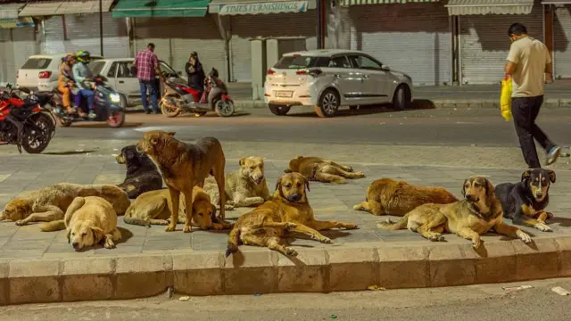 தெருநாய்கள் கூட்டமாக ஒன்றையொன்று சார்ந்து வாழக்கூடிய குணம் கொண்டவை, ஆனால் வளர்ப்பு நாய்களுக்கு அத்தகைய வாய்ப்பு அமைவதில்லை என்கிறார் நாய் நடத்தையியல் நிபுணர் ஸ்ரீதேவி