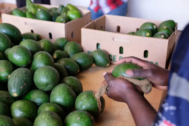 Un ouvrier essuie des avocats avant de les emballer le 24 septembre 2018 à Kampala, région centrale, Ouganda.