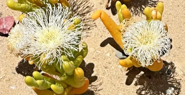 ውሃ አምቆ በመያዝና በመጥፎ የአየር ሁኔታ ውስጥ መኖር በመቻል ይታወቃል።