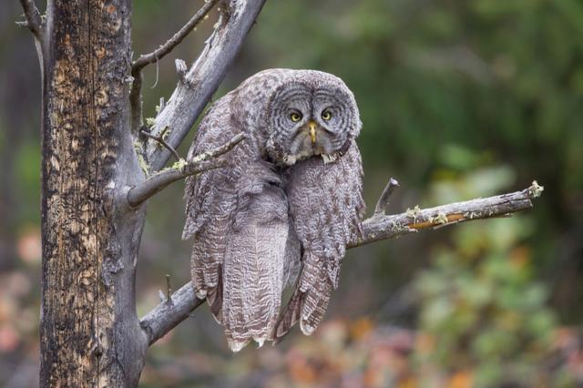 A great grey owl sitting on a branch with its wings draped in front of its body, giving the impression of looking gloomy