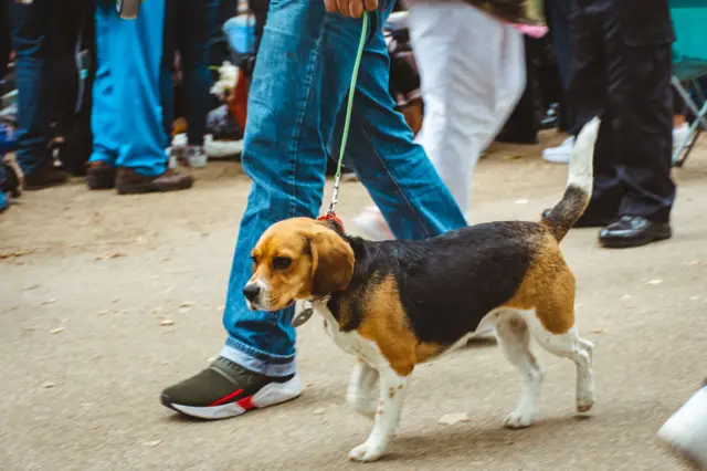 இந்தியாவில் 2021 கணக்கெடுப்பின்படி, 2.7 கோடி வீட்டு வளர்ப்பு நாய்கள் இருப்பதாக ஒரு கணக்கெடுப்பு கூறுகிறது.