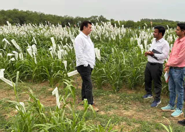 ગુજરાત ખેડૂત ખેતી પાણી ચોમાસું હવામાન બાજરા, બાજરા-1 બીબીસી ગુજરાતી ઇગફ્રી ઘાસચારો પશુ દૂધ ઉત્પાદન ડેરી ઉદ્યોગ પશુપાલકો બુન્દેલ