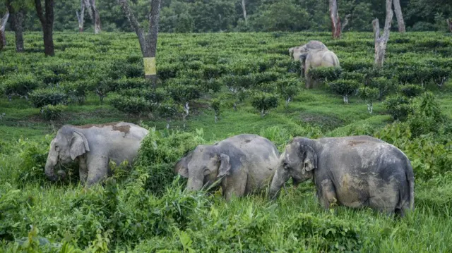 আসামের একটি চা বাগানে বন্য হাতির উপদ্রব