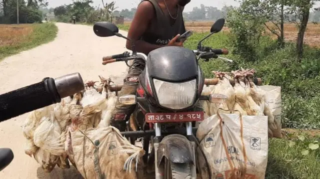 पशु ढुवानी