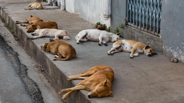 சென்னை, நாய்கள், நாய்க்கடி, வளர்ப்புப் பிராணிகள்
