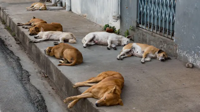 சென்னை, நாய்கள், நாய்க்கடி, வளர்ப்புப் பிராணிகள் 