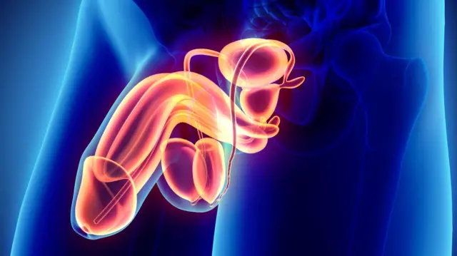 Modèle anatomique numérique du pénis