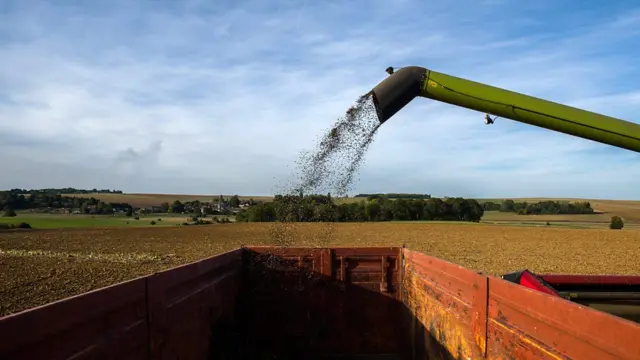 सूर्यफुलासारख्या तेलबियांमध्ये निरोगी आयुष्य जगण्यासाठी आवश्यक असलेले अनेक महत्त्वाचे पोषक घटक असल्याचं सिद्ध झालं आहे
