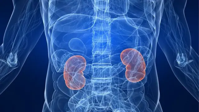 சிறுநீரகம்