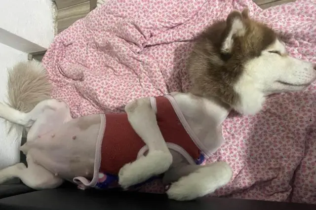 เจ้าหมวยเล็ก ปัจจุบันเปลี่ยนชื่อเป็น "เล็กเล็ก" และอยู่ในความอนุเคราะห์ของเจ้าของคนใหม่