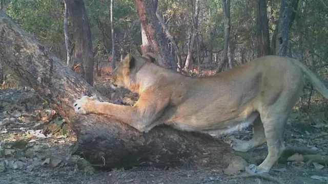 गिर के जंगल में एक शेरनी