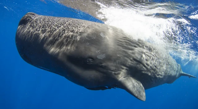 Les cachalots communiquent à l'aide de séquences de clics semblables au code morse, appelées codas.
