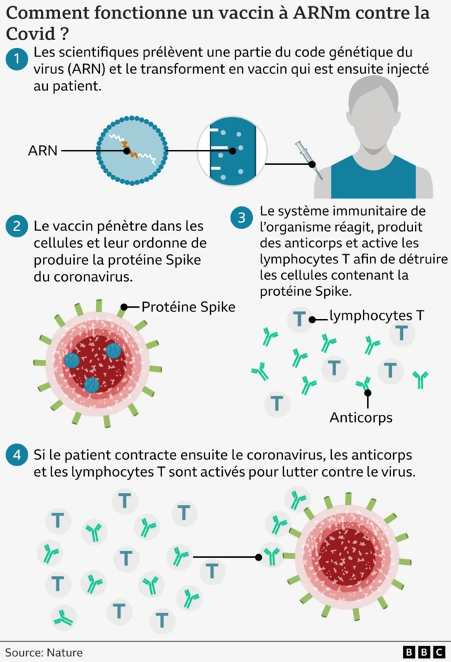Le graphique montre comment fonctionnent les vaccins à ARNm : les scientifiques prélèvent une partie du code génétique du virus et l'injectent à un patient.