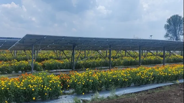 Des fleurs jaunes poussent en rangées sous les panneaux solaires.