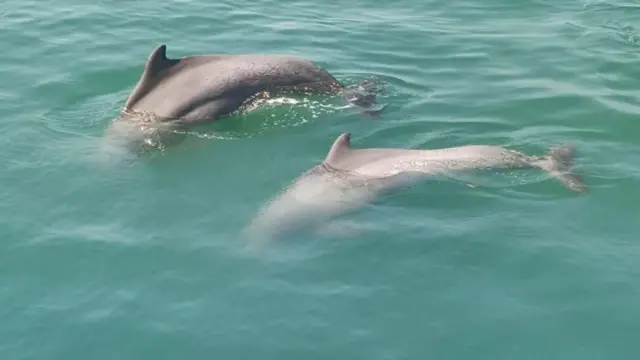 డాల్ఫిన్ చిత్రం.