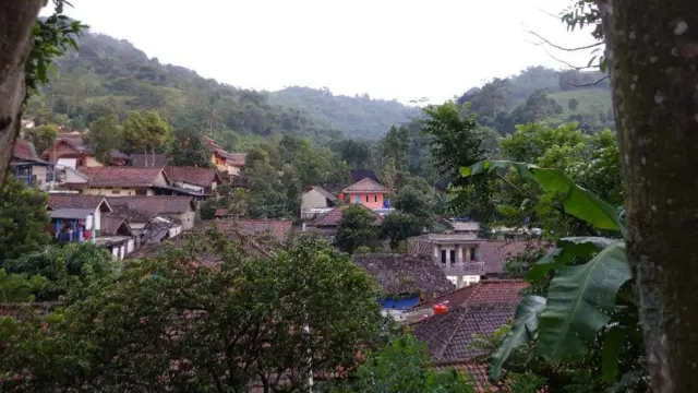 Flora Carita: Singkong