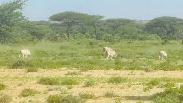 Agaasime Bashiir ayaa sheegay in goobaha ay ku hayaan hawaanka duur-joogta aysan kuwo ay waligood ku haynayaan oo ay ku kharash-gareynayaan.