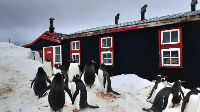 اینٹارکٹکا 