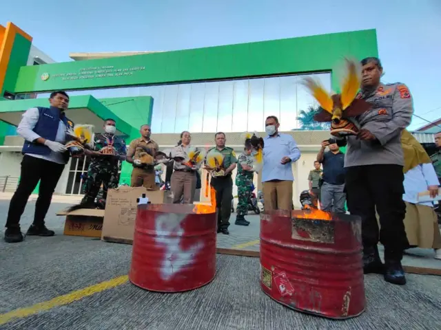 Balai Besar Konservasi Sumber Daya Alam (BBKSDA) Papua memusnahkan barang sitaan, termasuk sejumlah awetan satwa (opsetan) dan dan mahkota berhias bulu burung Cenderawasih di Jayapura pada 20 Oktober 2025.