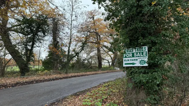 Woodstock Lane en Claygate. Un camino rural con árboles a lo largo. Un cartel en uno de los árboles dice "Se venden árboles de Navidad en Elm Farm".