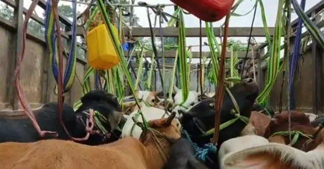 नियन्त्रणमा लिइएका गाई-गोरु