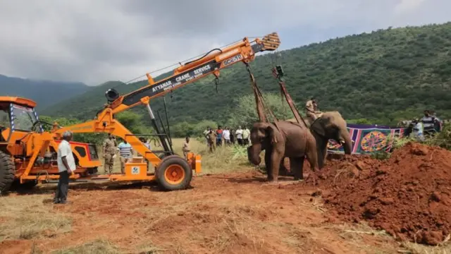 वन विभागाचे अधिकाऱ्यांनी क्रेनच्या मदतीने मरणासन्न अवस्थेतील हत्तीणीला उचललं आणि तिच्यावर उपचार केले.