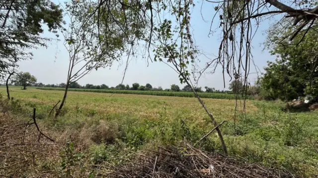 2014 साली या शेतात नरेंद्र मोदींच्या 'चाय पे चर्चा' कार्यक्रमाचं आयोजन करण्यात आलं होतं.