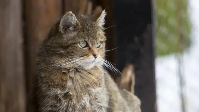 Союз кішки і людини завжди був взаємовигідним