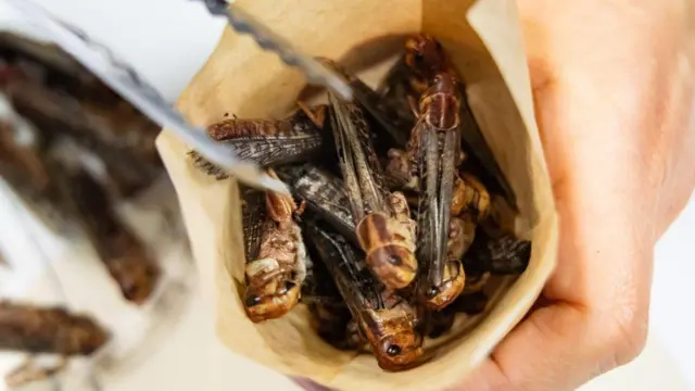 Plenti cricket wey dey inside paper wey pesin dey hold