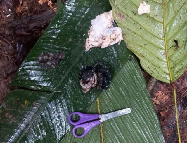 అమెజాన్ అడవిలో కత్తెర, రబ్బర్ బ్యాండ్