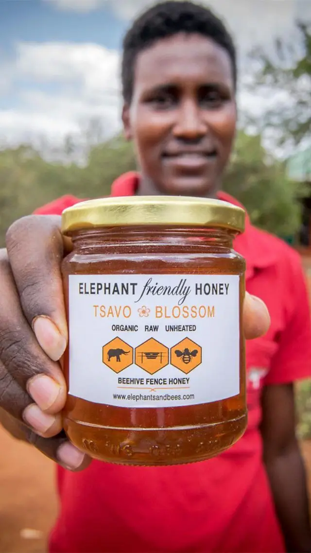 ఏనుగులు, తేనెటీగలు, కెన్యా, పంట పొలాలు 