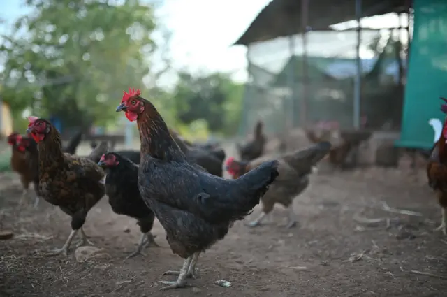 కోళ్ల ఫారం