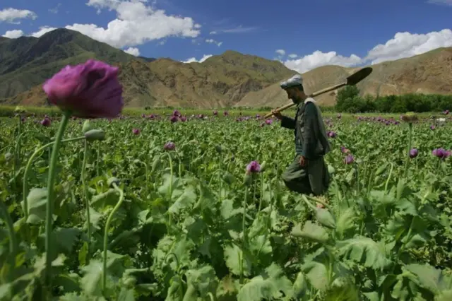 અફીણની ખેતી મ્યાનમાર