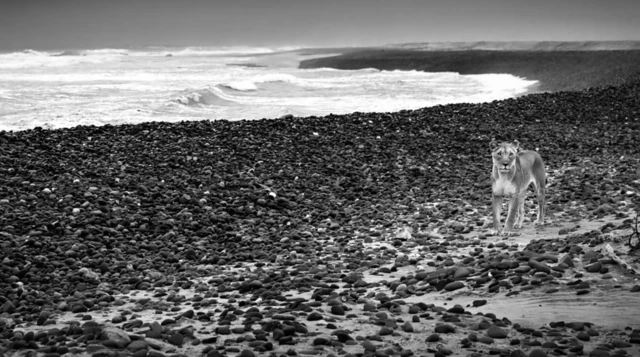 ਨਾਮੀਬੀਆ ਦੇ ਮਾਰੂਥਲ ਵਾਲੇ ਸ਼ੇਰ ਇਕਲੌਤੇ ਅਜਿਹੇ ਸ਼ੇਰ ਹਨ ਜੋ ਸਮੁੰਦਰੀ ਜੀਵਾਂ ਦਾ ਸ਼ਿਕਾਰ ਕਰਨ ਲਈ ਜਾਣੇ ਜਾਂਦੇ ਹਨ