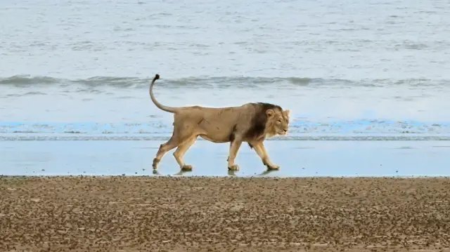 ગુજરાત, ગીર, ગીરના સિંહ, બીબીસી ગુજરાતી, જૂનાગઢ, ગીર અભયારણ્ય