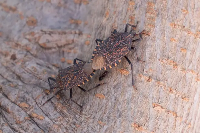 İki böcek karşı karşıya