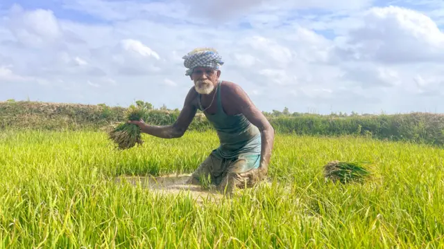 धनुषामा खेतमा धान रोपाइका लागि बिउ उखेल्दै एक किसान
