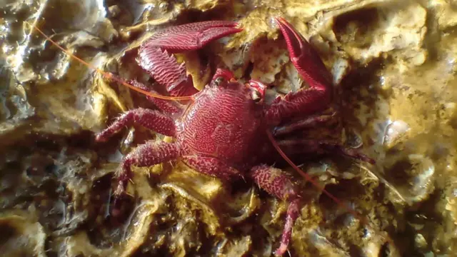 पोर्सेलिन क्रॅब