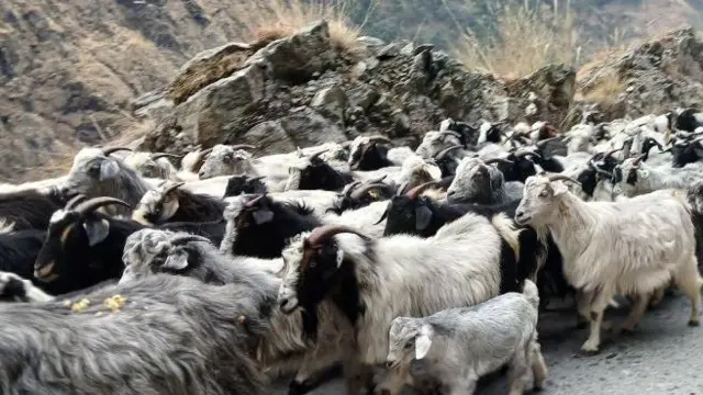 चौपायलाई पनि अचल सम्पत्ति मानिएको छ 