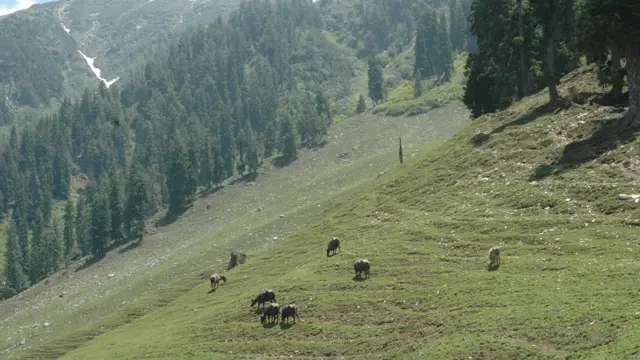 himalaya, India, mithun