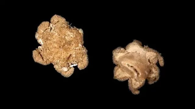 Data genetik dari "organisme misterius" yang ditemukan pada 2024 ini, kata Jessica Gordon, tidak cocok dengan organisme yang diketahui.