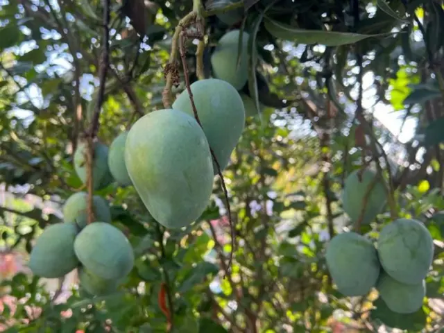 याच वर्षी अमेरिकेने भारतातून पाठवलेल्या लाखो-कोट्यवधी रुपयांच्या आंब्यांना त्यांच्या देशात प्रवेश दिला नाही.