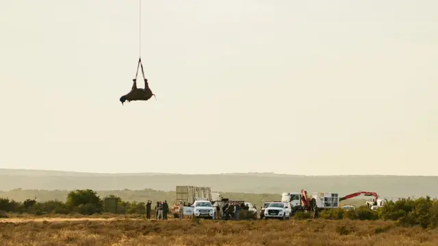 Badak terbang di helikopter dengan diikat kakinya.