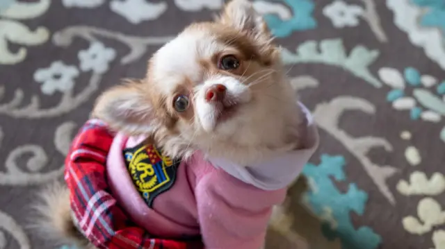 Tossapol Chaisamritpol/BBC Thai