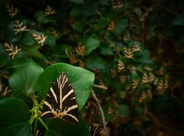 나뭇잎 위에 앉은 저지타이거나방