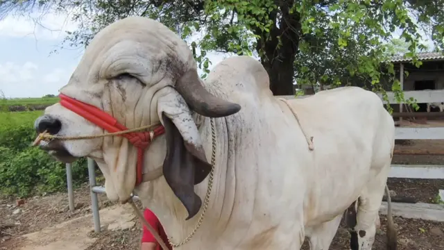 તરણેતરના મેળામાં પ્રથમ ક્રમાંકે આવેલો સાંઢ